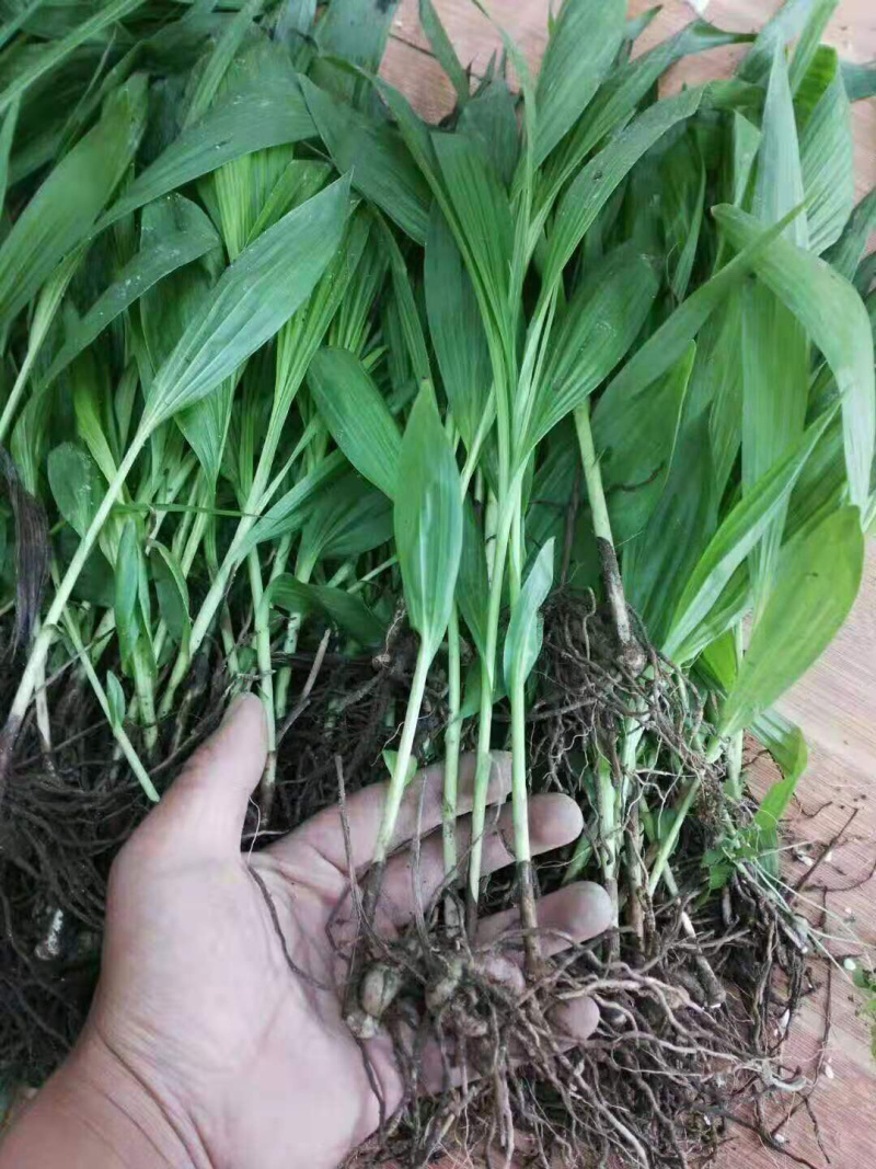 白芨苗，免费技术指导，成活率95%一件代发
