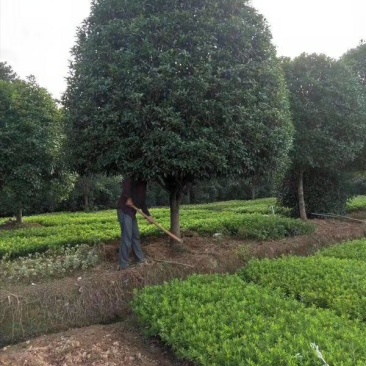 精品桂花树10-20公分桂花树八月桂,丹桂天诚苗圃