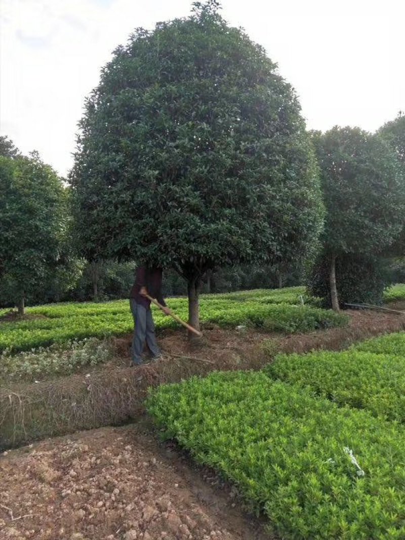 精品桂花树10-20公分桂花树八月桂，丹桂天诚苗圃