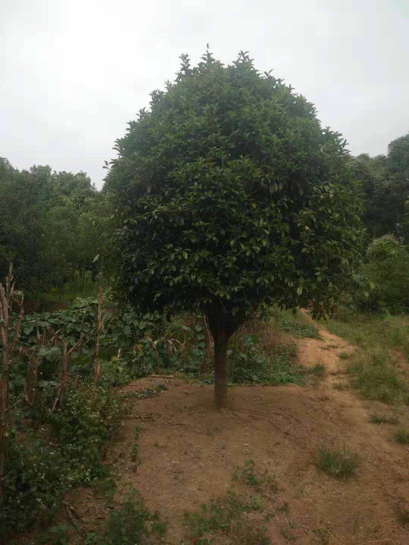 精品桂花树10-20公分桂花树八月桂，丹桂天诚苗圃