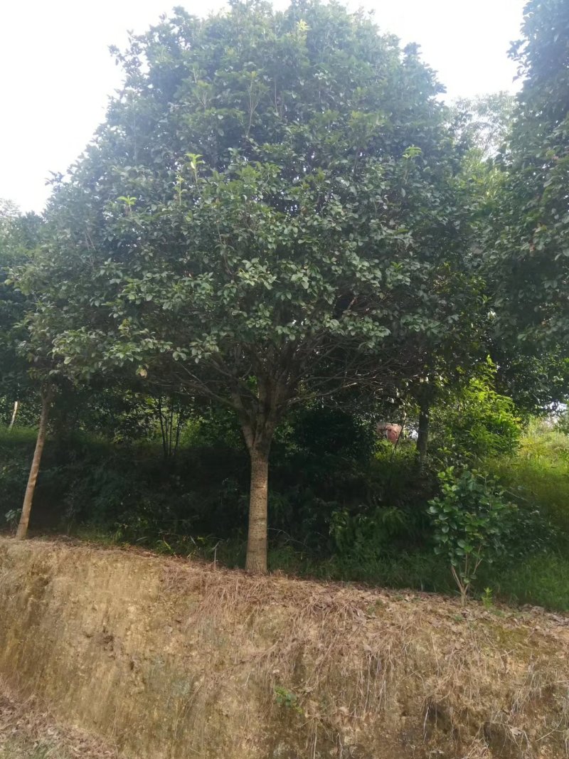 精品桂花树10-20公分桂花树八月桂，丹桂天诚苗圃