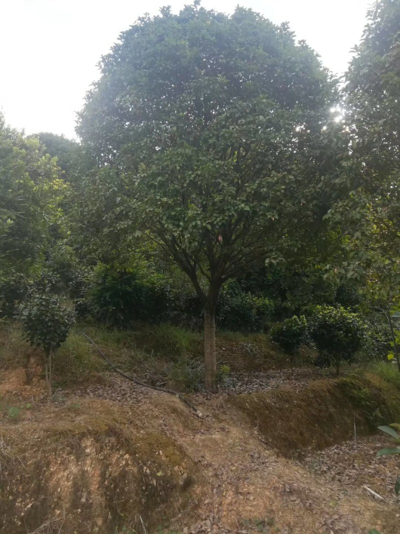 精品桂花树10-20公分桂花树八月桂，丹桂天诚苗圃