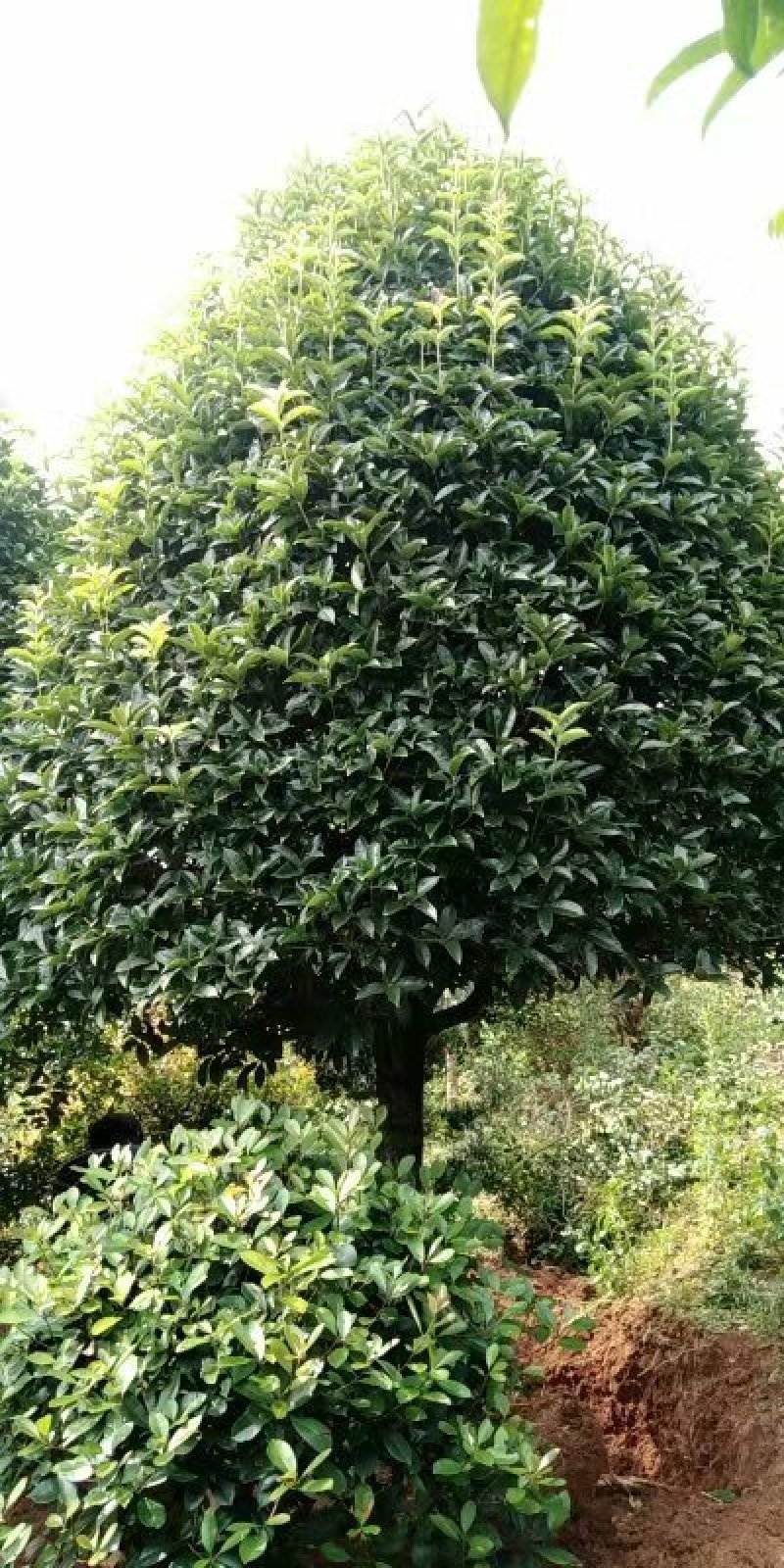 精品桂花树10-20公分桂花树八月桂，丹桂天诚苗圃