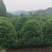 精品桂花树10-20公分桂花树八月桂,丹桂天诚苗圃
