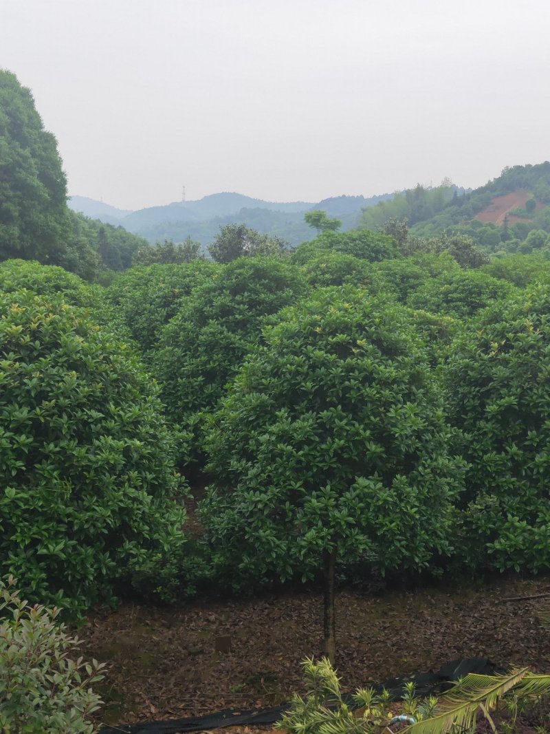 精品桂花树10-20公分桂花树八月桂，丹桂天诚苗圃