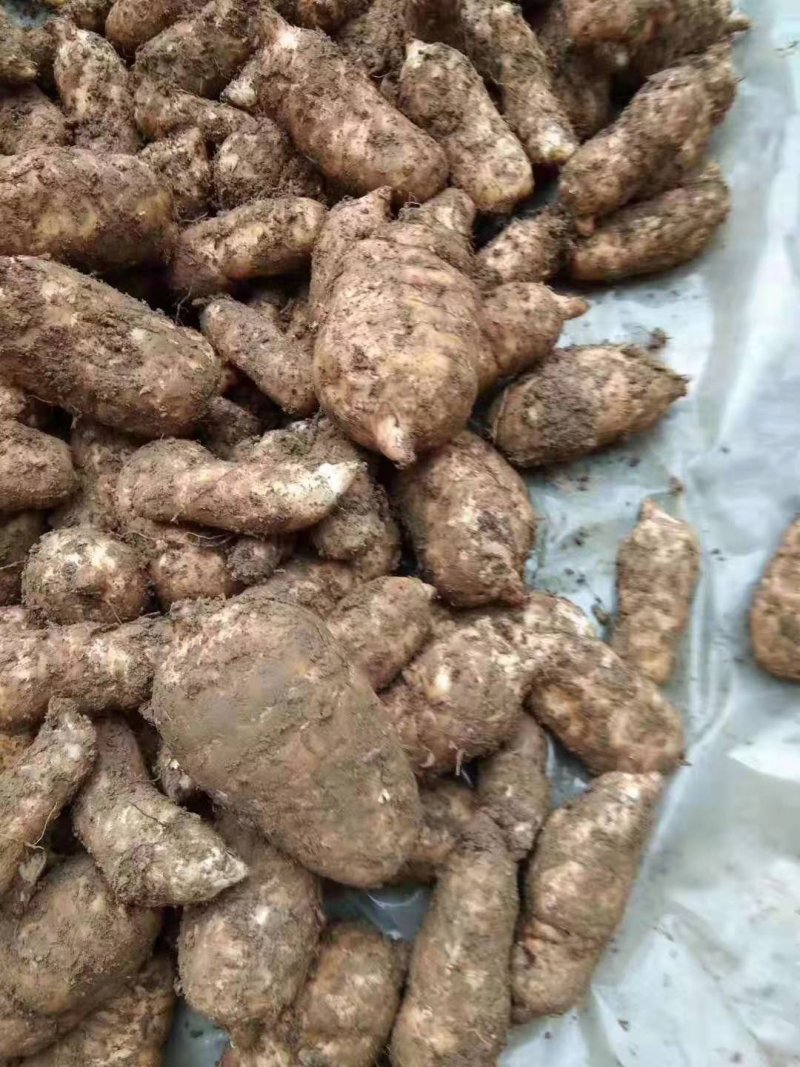 野生昭通天麻一级云南昭通纯野生天麻