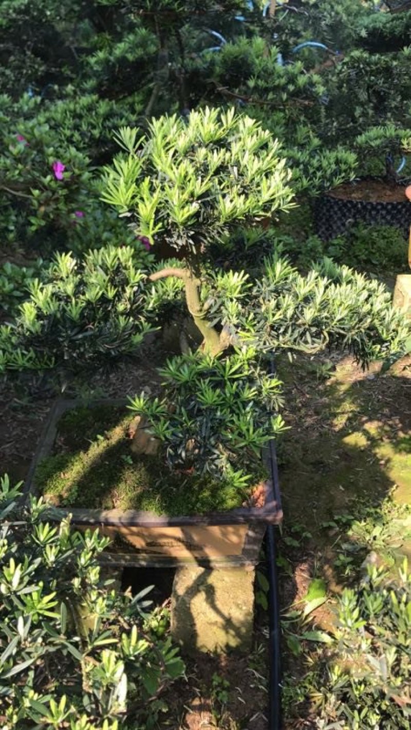 造型罗汉松，矮桩异型罗汉松天诚苗圃