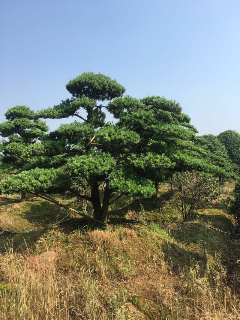造型罗汉松，矮桩异型罗汉松天诚苗圃