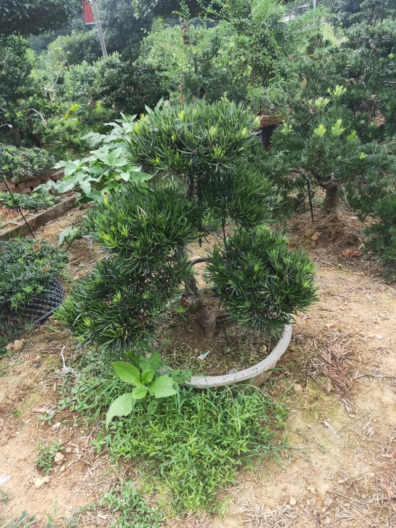 造型罗汉松，矮桩异型罗汉松天诚苗圃