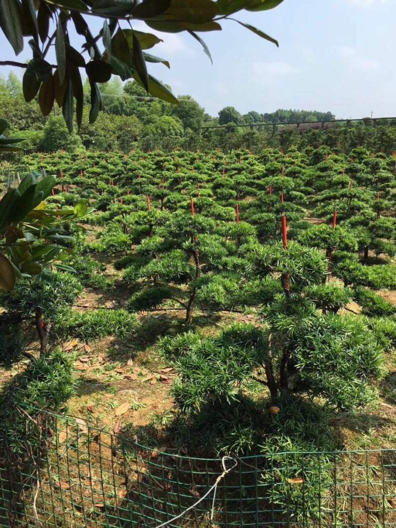 造型罗汉松，矮桩异型罗汉松天诚苗圃