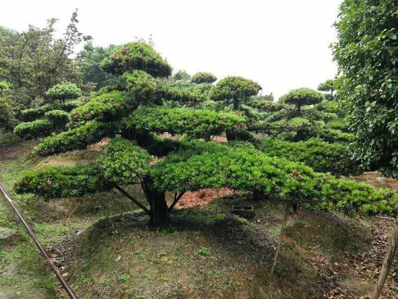 造型罗汉松，矮桩异型罗汉松天诚苗圃