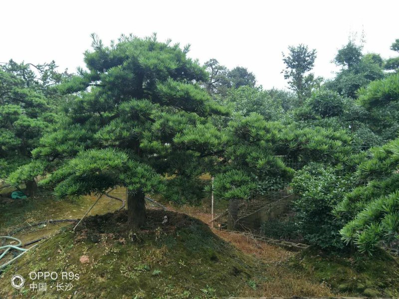 造型罗汉松，矮桩异型罗汉松天诚苗圃