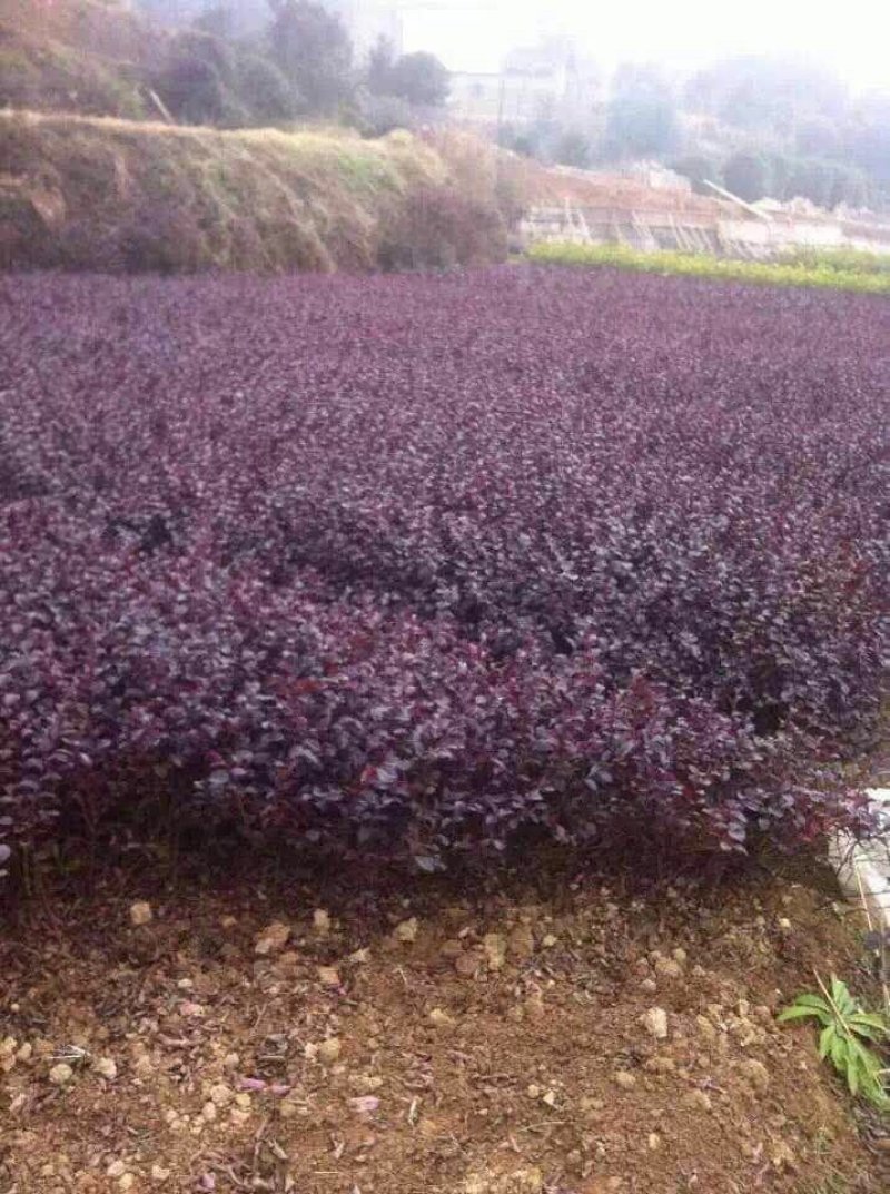 批发色块苗红继木红花檵木树天诚苗圃