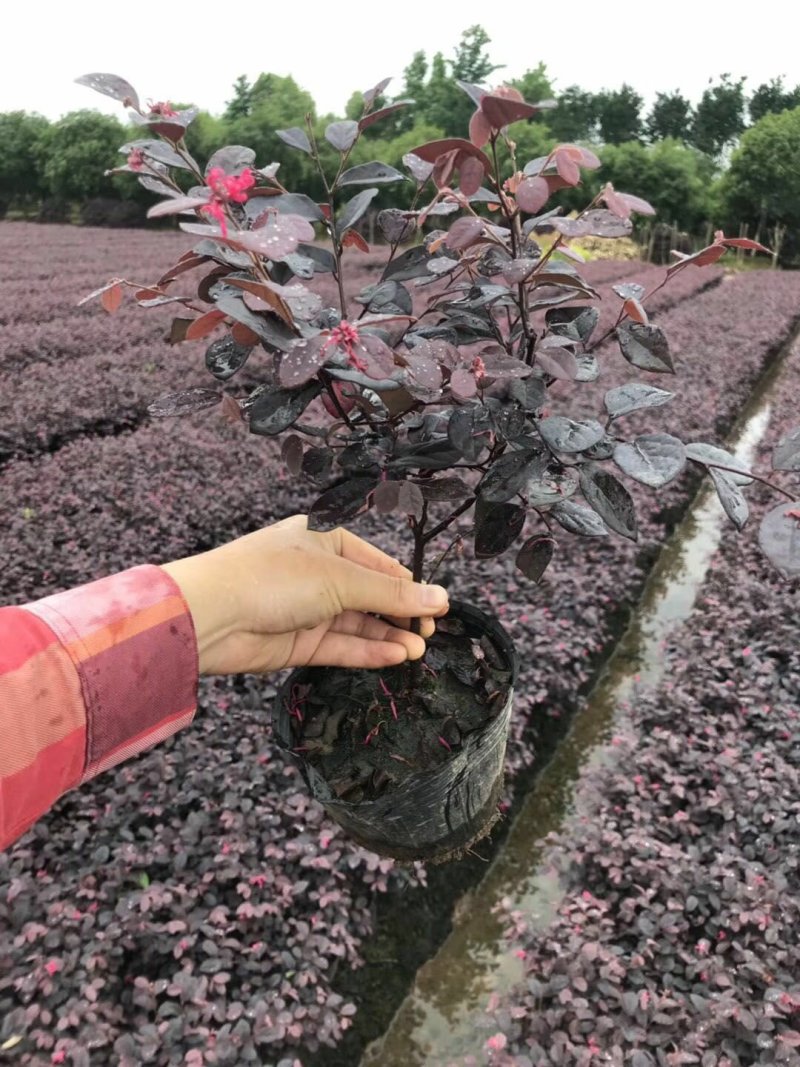 批发色块苗红继木红花檵木树天诚苗圃