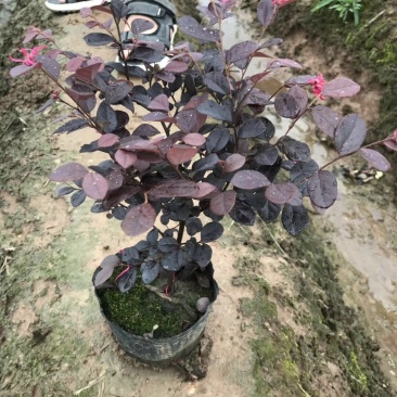 批发色块苗红继木红花檵木树天诚苗圃
