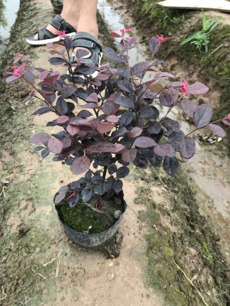 批发色块苗红继木红花檵木树天诚苗圃
