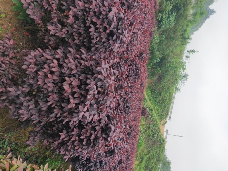 批发色块苗红继木红花檵木树天诚苗圃