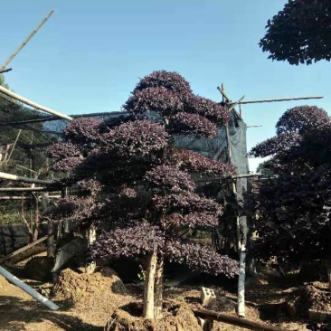 造型红继木桩基地直销规格齐全天诚苗圃