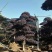 造型红继木桩基地直销规格齐全天诚苗圃