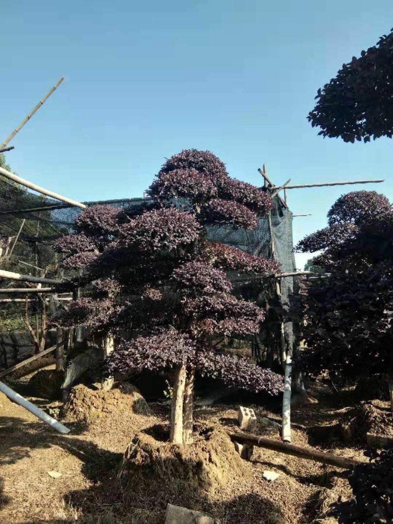 造型红继木桩基地直销规格齐全天诚苗圃