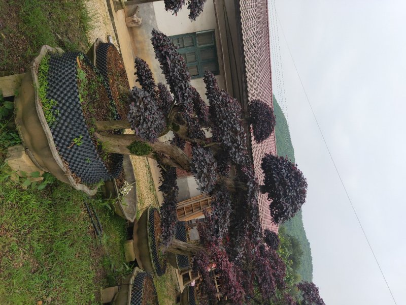 造型红继木桩基地直销规格齐全天诚苗圃