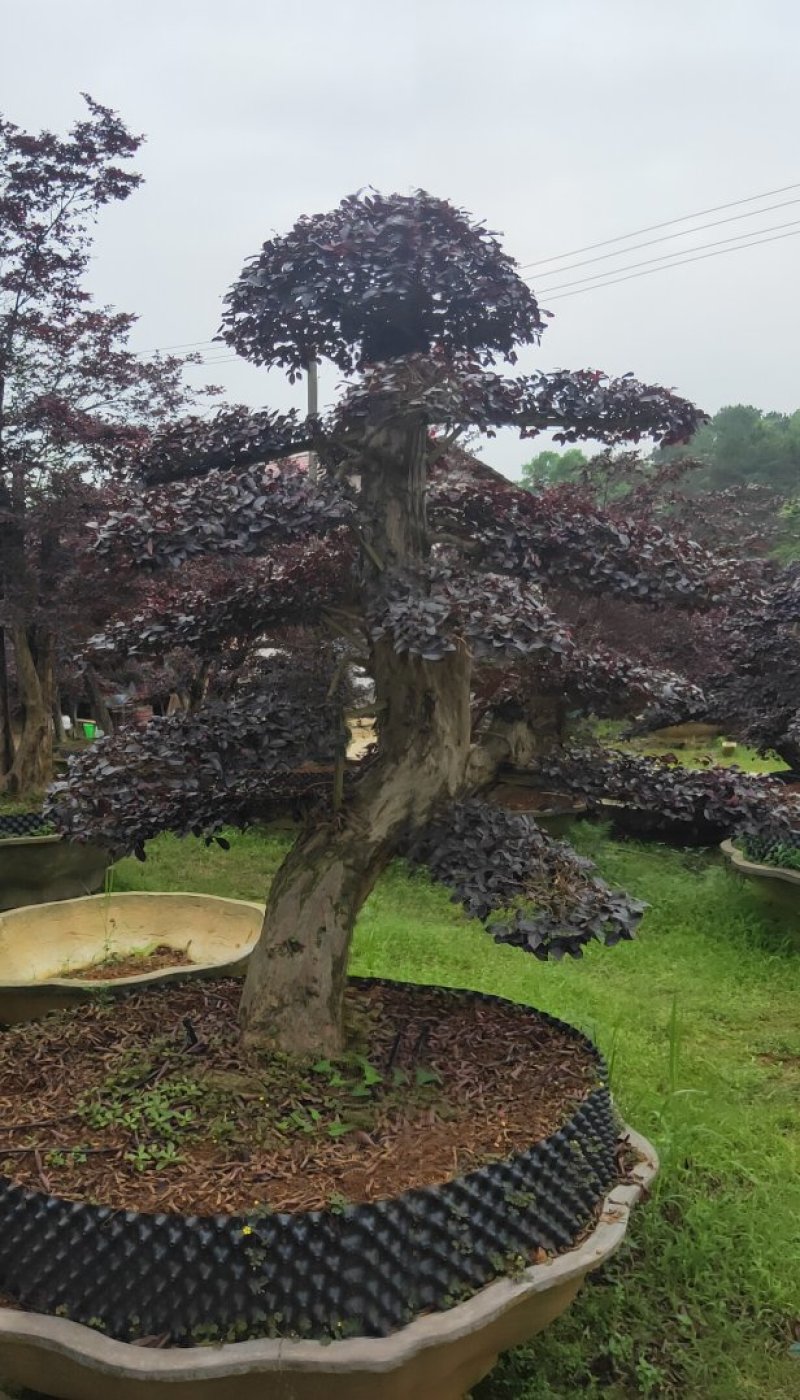 造型红继木桩基地直销规格齐全天诚苗圃