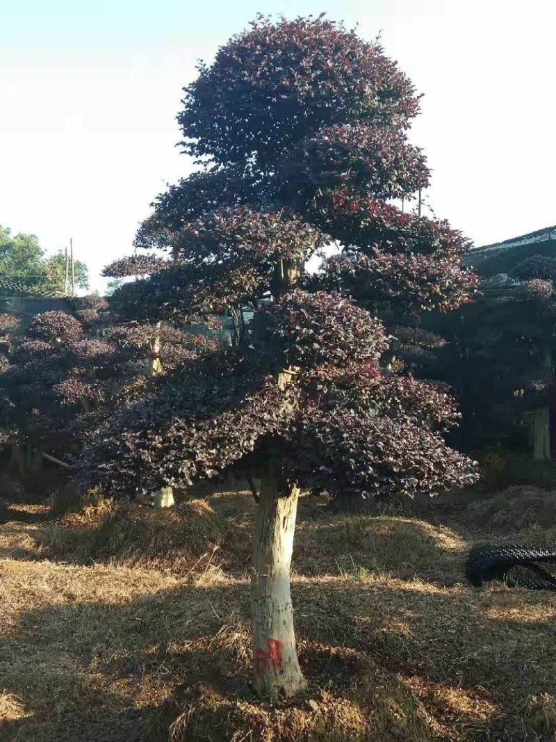 造型红继木桩基地直销规格齐全天诚苗圃