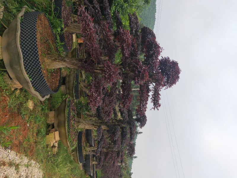 造型红继木桩基地直销规格齐全天诚苗圃