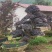 造型红继木桩基地直销规格齐全天诚苗圃