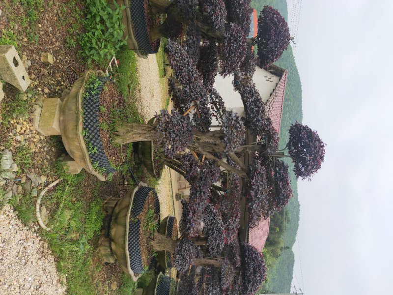 造型红继木桩基地直销规格齐全天诚苗圃