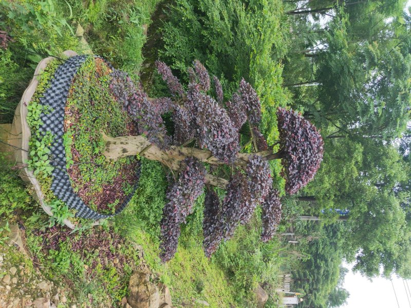 造型红继木桩基地直销规格齐全天诚苗圃