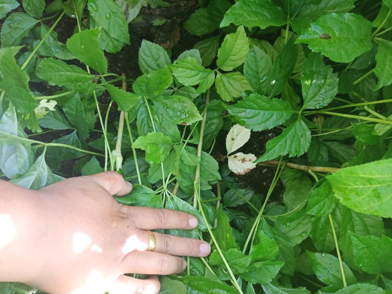【精品】长梗刺五加苗，短梗刺五加苗，药用，食用买苗送种子