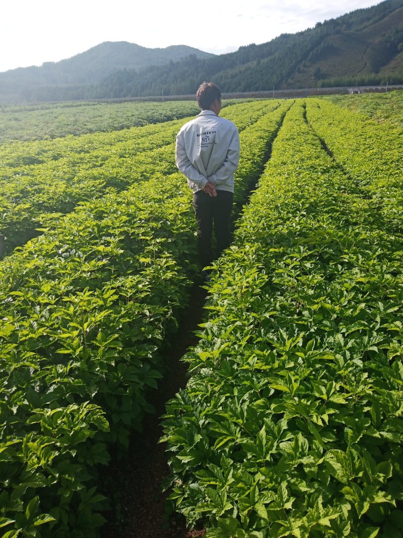 【精品】长梗刺五加苗，短梗刺五加苗，药用，食用买苗送种子