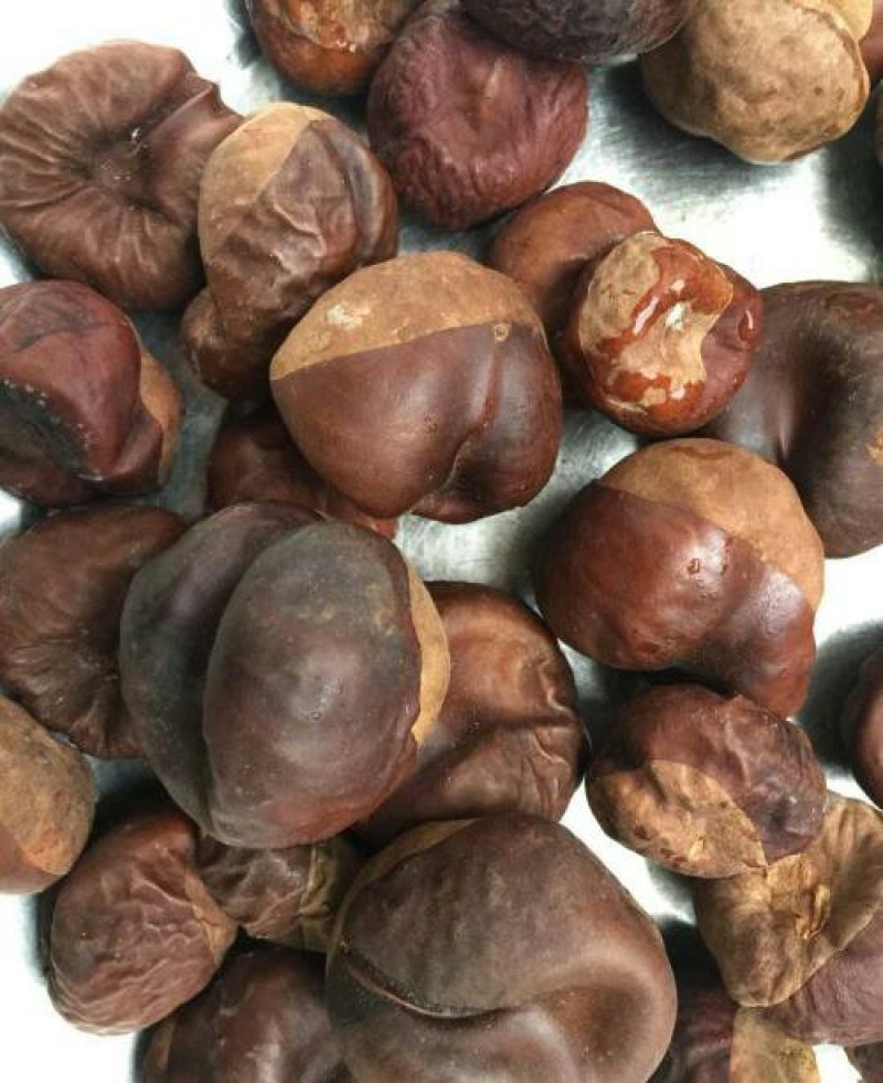 娑罗子千余品种供应承接订单