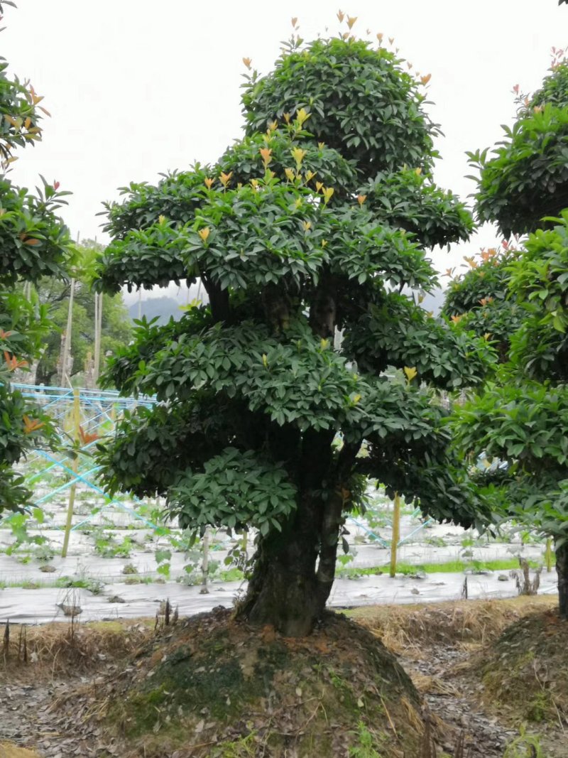 造型椤木石楠基地直销规格齐全天诚苗圃