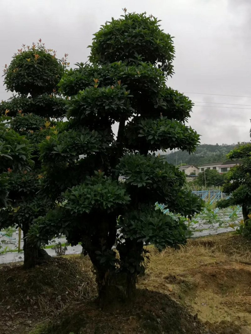 造型椤木石楠基地直销规格齐全天诚苗圃