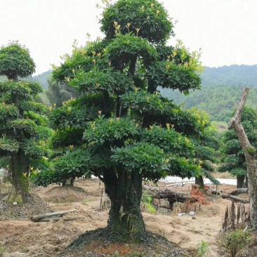 造型椤木石楠基地直销规格齐全天诚苗圃