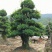 造型椤木石楠基地直销规格齐全天诚苗圃