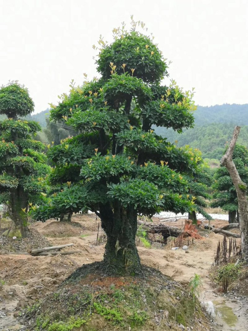 造型椤木石楠基地直销规格齐全天诚苗圃