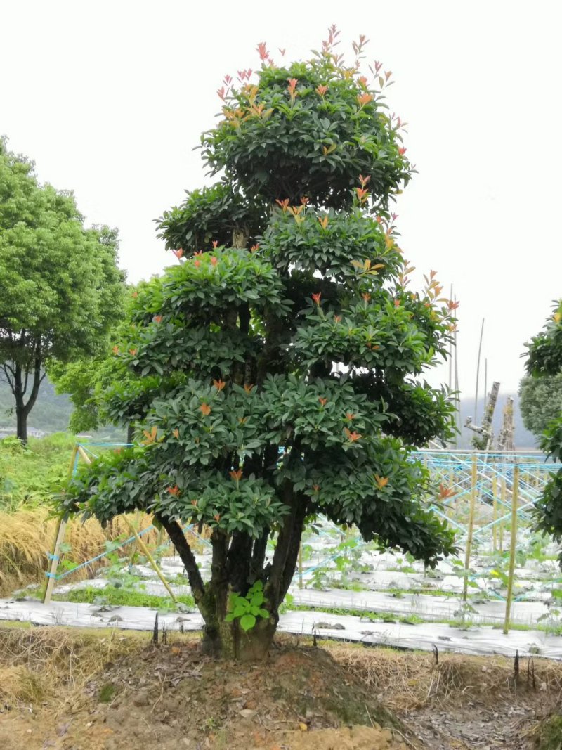 造型椤木石楠基地直销规格齐全天诚苗圃