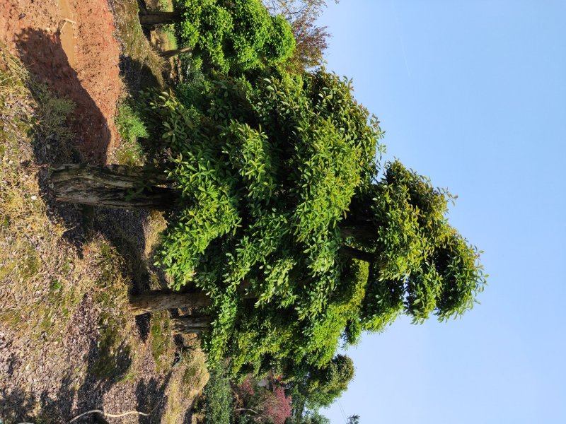 造型椤木石楠基地直销规格齐全天诚苗圃