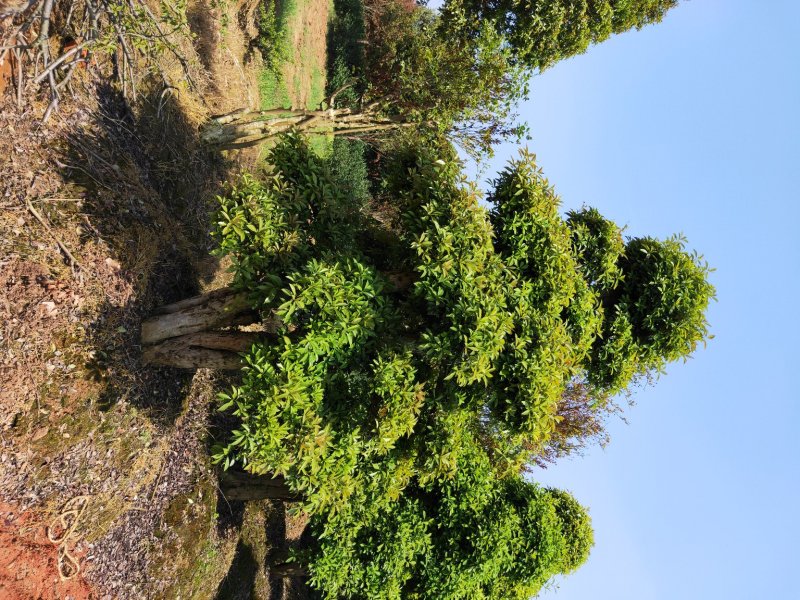 造型椤木石楠基地直销规格齐全天诚苗圃
