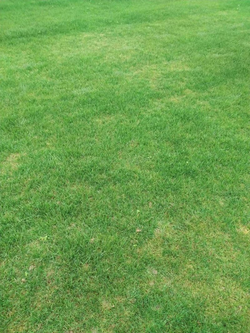果岭草