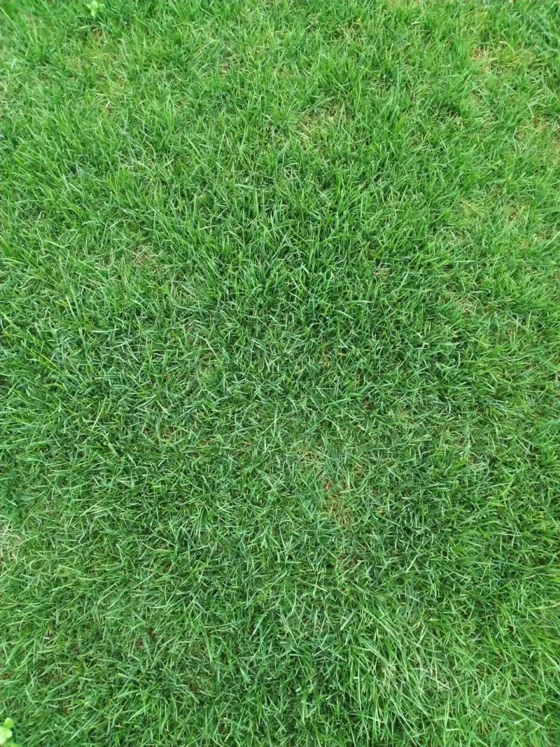 果岭草