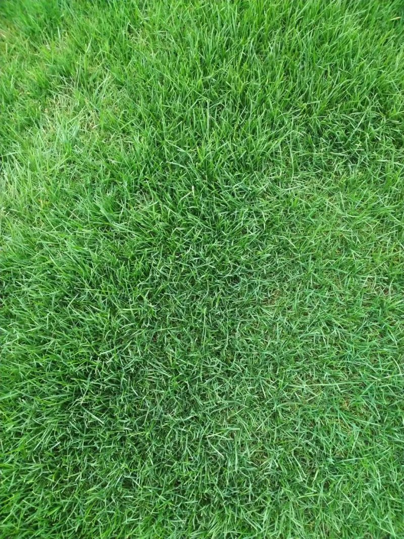 果岭草