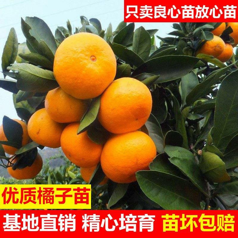 橘子苗（砂糖橘，沃柑橘苗，无核砂糖橘）南北适种
