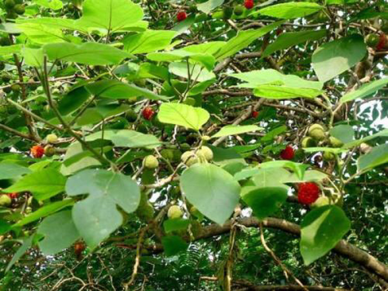 构树构树种子牛羊饲料易播种产量高光山复绿道路绿化诸实
