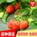 草莓苗（奶油草莓，四季草莓，红颜草莓，章姬草莓）