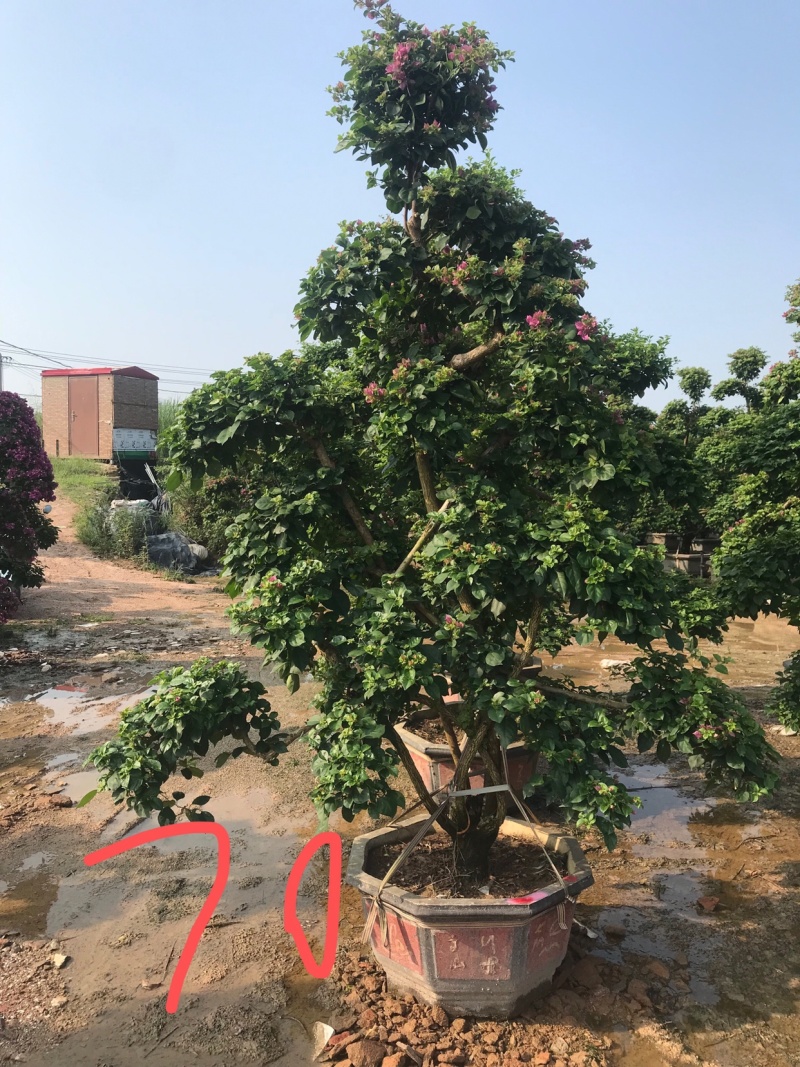 多种规格多种颜色三角梅（勒杜鹃）等等绿化