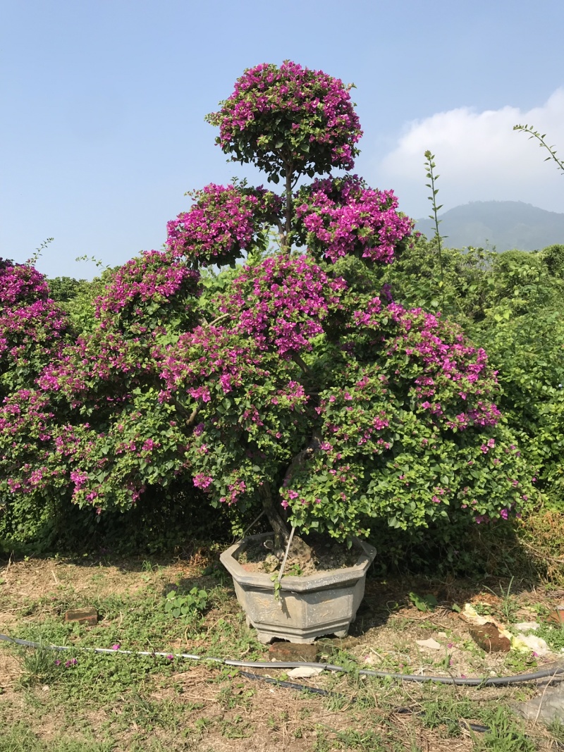 多种规格多种颜色三角梅（勒杜鹃）等等绿化